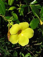 Flower in restaurant garden