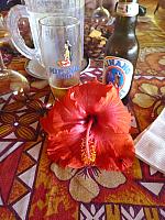 Hibiscus