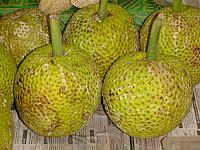 Breadfruit