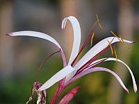 201312HawaiiA 047