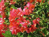 201312HawaiiA 108
