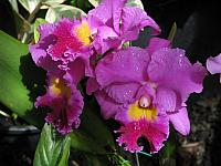 201312HawaiiA 199