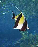 201312HawaiiA 318