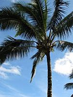 201312HawaiiA 599