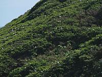 201312HawaiiA 610