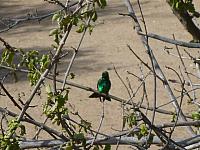 201402CaribK 243