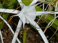 201402CaribK 244