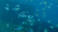 201402CaribK 344