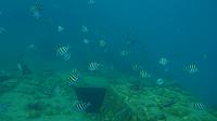 201402CaribK 346
