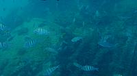 201402CaribK 358