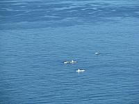 201501 Hawaii 539