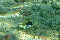 201501 Hawaii 738