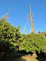 201509OlympicPeninsula 037