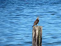 201509OlympicPeninsula 068