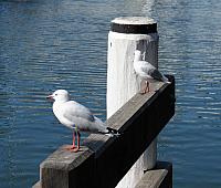 IMG 4450