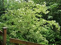 IMG 5549