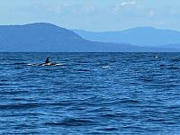IMG 5924