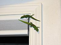 IMG 7014