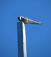 IMG 8114 (2)