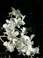 IMG 0578