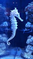 Sea Horse