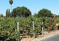 IMG 2959