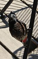 IMG 3994