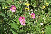 IMG 5261
