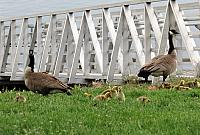 IMG 7512