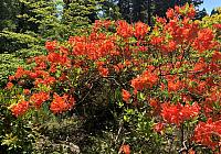 Crystal-Springs-Rhododendron-Garden