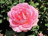 Roses-at-GAH