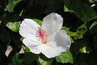 IMG 0434 - Copy