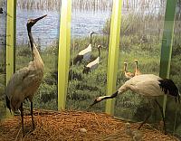 IMG 4174