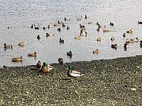 IMG 7118