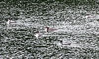 IMG 7261 (2)